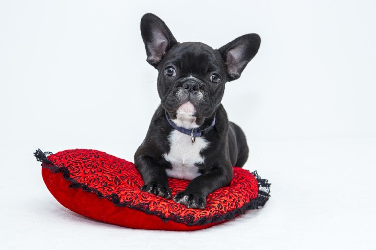 hundesalon und hundefriseur saarland