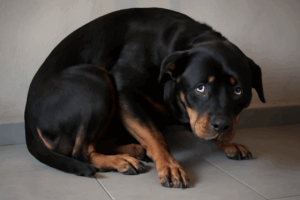 Mein Hund hat Angst vor dem Tierarzt