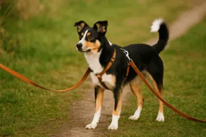 Dein Hund jagt Katzen