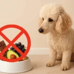 Giftige Lebensmittel für Hunde