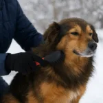 Winterliche Fellpflege
